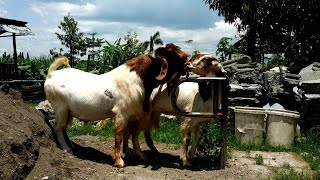 Boer goat crosses indigenous goats to improve quality  Goat farming in village [upl. by Ellebasi]