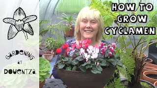 Growing Cyclamen Indoors amp Common Mistakes  Quick amp Easy Guide [upl. by Biagio642]