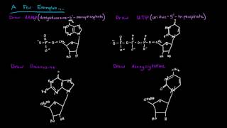 Naming Nucleotides and Nucleosides [upl. by Stucker]