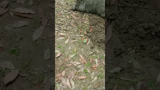 pigepige music videomusic video animals wildhog farming wildhogsshorts [upl. by Nageet]