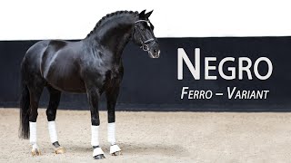 Negro Ferro  Variant  FEI Dutch Stallion sire of Olympic Medalist Valegro [upl. by Faith]