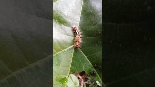 Life cycle of butterfly Caterpillars are part of life cycle of butterfly insect butterflynature [upl. by Nymzaj]