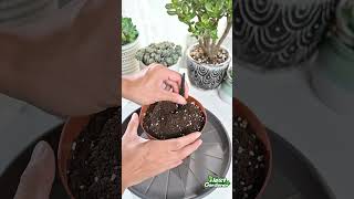 How to deal with Echeveria Agavoides Lipsticks Side Buds  THE NEXT GARDENER [upl. by Llerut]