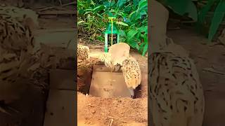 Amazing Creative Diy underground hole 🕳 quail Trap Method quail Trap shorts shortsfeed birdstrap [upl. by Baelbeer]