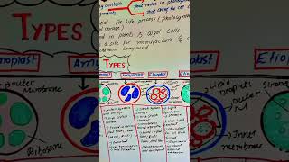 plastids cellbiology biology scienceeducation [upl. by Aniehs]