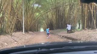 jardin botanique de bingerville a peaceful place one must visit in Abidjan Ivory coast [upl. by Anua]