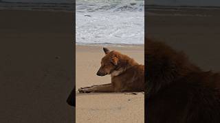 Beach dog s23 8kvideo dog doglover dogshorts [upl. by Ecyrb]