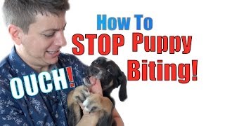 How to Train a Puppy NOT to BITE [upl. by Ailene109]