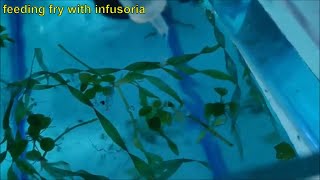 How to culture infusoria the easiest and fastest way  culturing infusoria without a starter [upl. by Aivital]