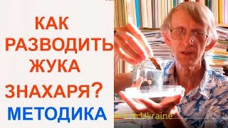 Как Легко Разводить ЖукаЗнахаря Для Корма Рыбкам Entomologist in Ukraine [upl. by Rabaj620]