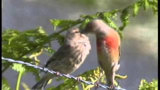 Les Oiseaux de Corrèze N°2Les oiseaux familiers mais discrets [upl. by Raines181]