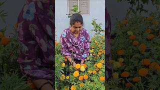 Mariegold flowers harvesting బంతిపువ్వులు mariegold mygarden gardening shortvideo flowers [upl. by Oicanata]