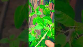 Gale s tulsi ki Mala Mt utarnajai tulsi maa ytshorts video viral [upl. by Ramsden]