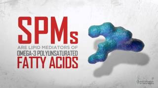 Specialized ProResolving Mediators SPMs and their Effects on Inflammation [upl. by Litton833]