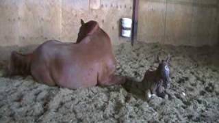 A Beautiful Birth of a Foal [upl. by Annoled]