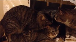 猫の交尾中に別の猫が乱入 cat mating [upl. by Patrich582]