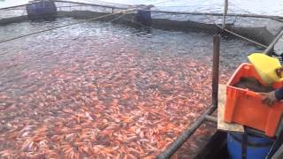 Cultivo Intensivo de Tilapia Roja en Jaula Flotante [upl. by Andres]