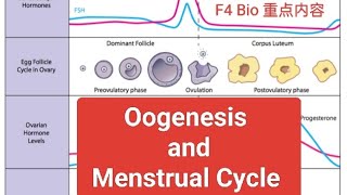 ［中文版］F4 Bio Oogenesis and Menstrual Cycle [upl. by Dur]