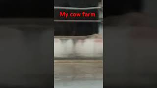 My cow farm  गौशाला  cowfarm  गौशाला  ytshorts [upl. by Otrebogir]