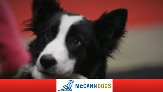 Pictures Of The McCann Dog Stars From The Toronto Sportsmens Show [upl. by Llibyc]