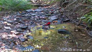 Gold finches and scarlet tanager in stream on PA Wildlife Cam 1 7192024 [upl. by Adelina]