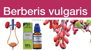 Homoeopathy medicine  Berberis vulgaris [upl. by Amalbergas]