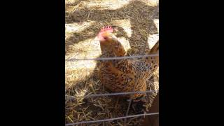 Mille Fleur Bantam Chicken egg song [upl. by Eirb]