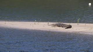 A crocodile crawling onto a sandbank Bloomfield River FNQ [upl. by Dine]