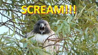 Red tailed Hawk SCREAM No Narration [upl. by Naul985]