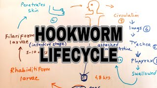 Hookworm infection  Lifecycle of hookworm  easy explaination [upl. by Adaiha621]