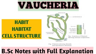 VAUCHERIA  Habit Habitat Thallus amp Cell structure BSc Botany notes with Explanation ZBC [upl. by Sells413]