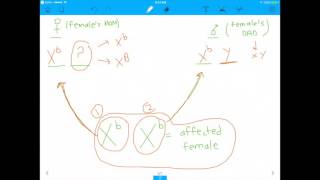 MCATDAT Question How Do SexLinked Traits Work [upl. by Yahska565]