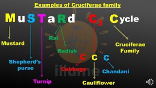 MnemonicTrick to remember examples of Cruciferae  Brassicaceae  Mustard family for NEET [upl. by Enomahs]