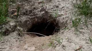 Gopher Tortoise Digging a Burrow [upl. by Eibbil]