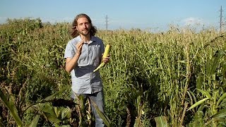 Popped Secret The Mysterious Origin of Corn — HHMI BioInteractive Video [upl. by Gemperle]