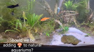 Tank Talks 20gal Natural Planted Tank Fungi Mycelium Discussion [upl. by Llevad792]