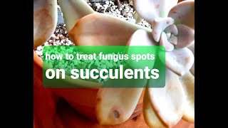 20 How to treat succulent fungus spots on leaves [upl. by Dlanar]