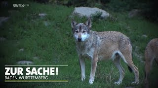 Wolfsattacke in Bad Wildbad  Zur Sache BadenWürttemberg [upl. by Nolana712]