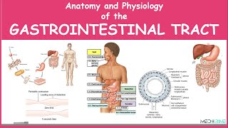 Anatomy and Physiology of the Gastrointestinal Tract Simplified [upl. by Phare]