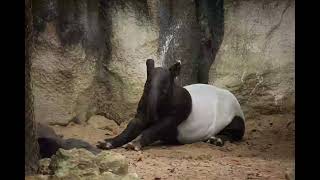 Tapir Sound  Tapir Voice  Animal Sounds [upl. by Ulrica614]