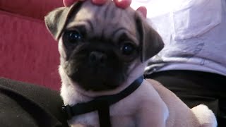 MOPSHOND PUPPY  Weekvlog [upl. by Madella441]