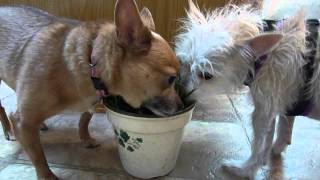 Dogs Eating Wheat Grass [upl. by Bonucci]