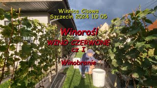 WINOROŚL  WINO CZERWONE cz I winobranie  Winnica Cisowa 2024 10 05 [upl. by Ranique]