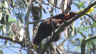 Uchi Psarocolius decumanus en árbol Wilka  Anadenanthera colubrina YUNGAS LA PAZBOLIVIA [upl. by Melba222]