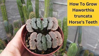 How to Grow Haworthia truncata Horses teeth Succulent cactusandsucculents [upl. by Llirrem]