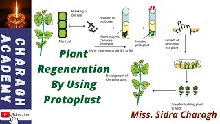 Plant Regeneration By Using Protoplast [upl. by Ardehs]