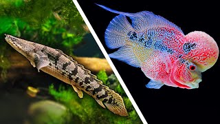 Top 5 LARGE Fish For Your Aquarium [upl. by Eelarol]