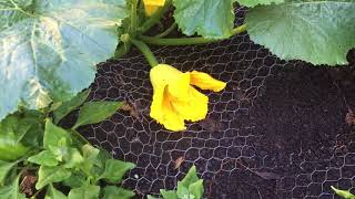 Growing squash and eating squash blossoms [upl. by Lubet]