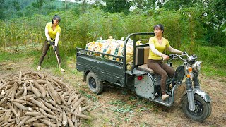 Harvesting Cassava Roots Goes To Sell For Villagers  Use 3wheeled Vehicle Harvest [upl. by Mortie]