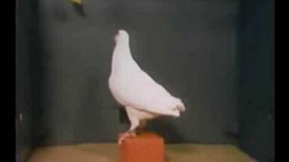 A Pigeon Solves the Classic BoxandBanana Problem [upl. by Jesse]